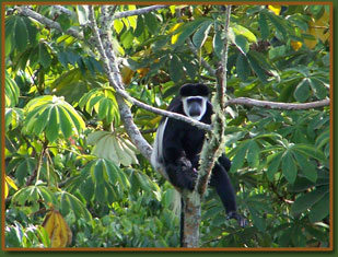  primates