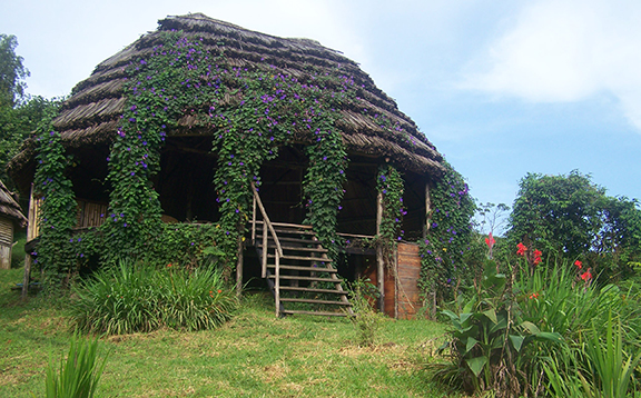 Cuckooland Bwindi