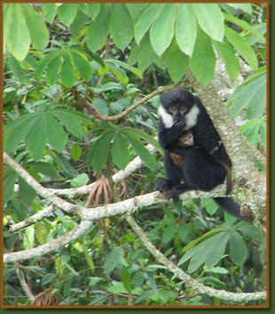 primates