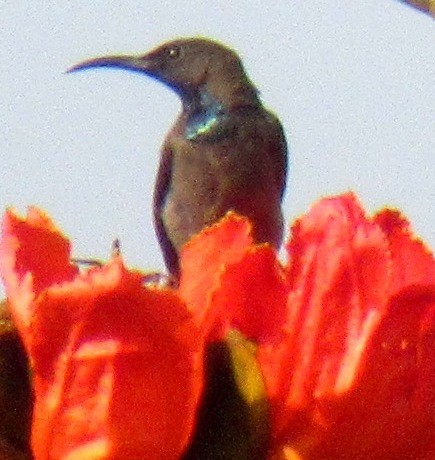 Sunbird-of-Cuckooland