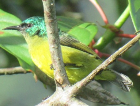 Sunbird-of-Cuckooland