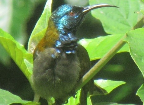 Sunbird-of-Cuckooland