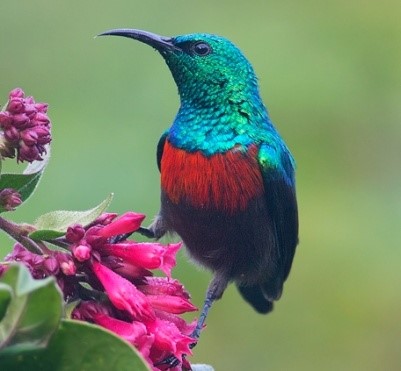 sunbird-of-Cuckooland