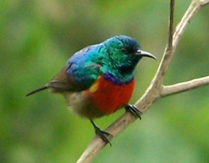 sunbird-of-Cuckooland