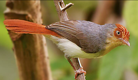 bird-watching