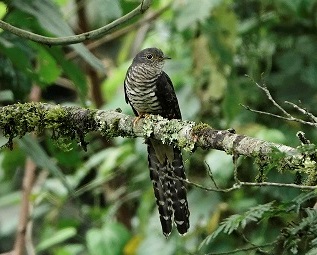 cuckoo bird-watching