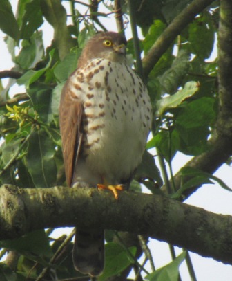 Hawk bird-watching