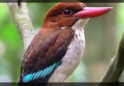 bird-watching-in-Budongo-Forest