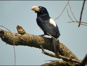 black-barbet bird