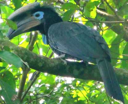 Hornbill-bird