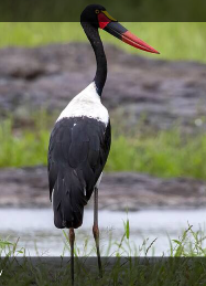 birding-Uganda