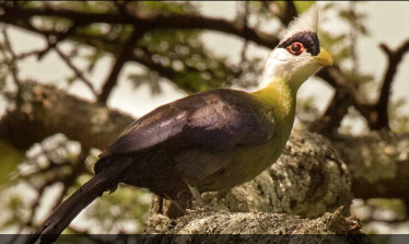 bird-watching-white-tura